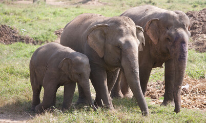 Obraz premium Asian elephants walking