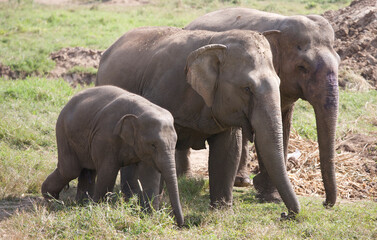Fototapeta premium Asian elephants walking
