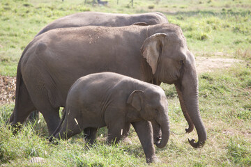Fototapeta premium Asian elephants walking