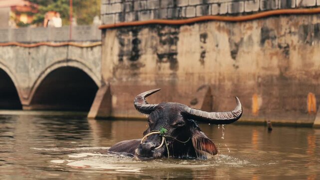 Water buffalo emerging from water in slow motion, blowing water from nostrils - North Vietnam