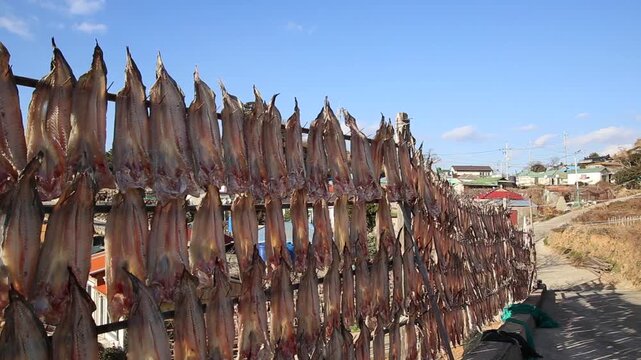 Korea Tongyeong Chudo island dried snailfish drying ocean coast seafood marine product 통영 추도 섬마을 물메기 미역어 꼼치 물곰 물텀벙 물잠뱅이 어업 통발 고기잡이 생선손질 말리기 건어물 덕장 해풍 건조 바닷가 어촌 수산물 반건조 생선 수산업 식재료