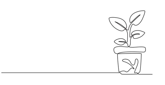 Houseplant one line drawing animation, video clip with alpha channel, Animated self drawing of continuous line draw beautiful snake plant in pot for home decoration logo identity. Fresh evergreen, 4k