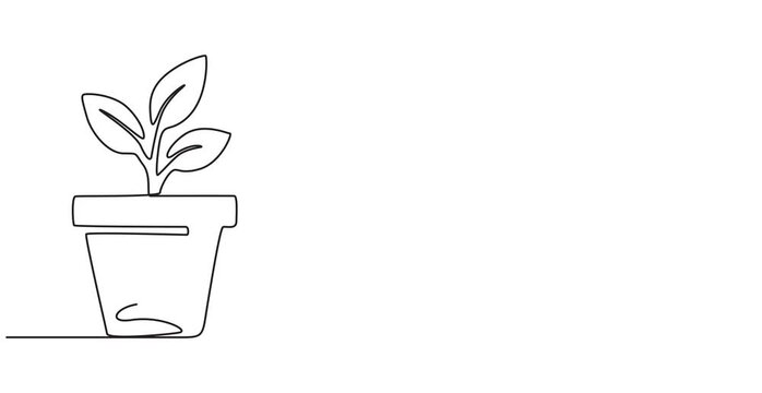 Houseplant one line drawing animation, video clip with alpha channel, Animated self drawing of continuous line draw beautiful snake plant in pot for home decoration logo identity. Fresh evergreen, 4k