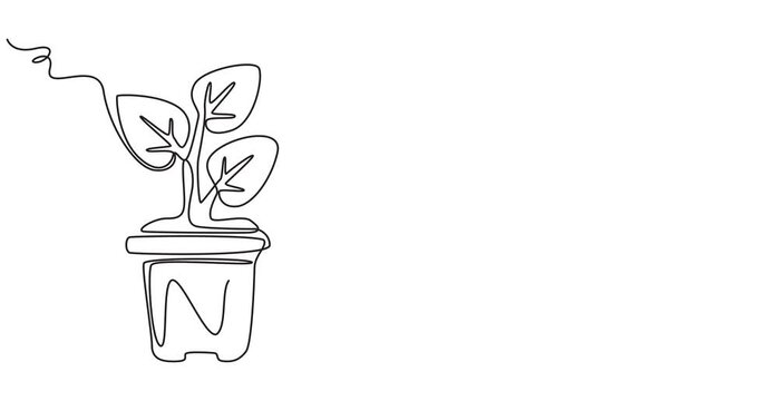 Houseplant one line drawing animation, video clip with alpha channel, Animated self drawing of continuous line draw beautiful snake plant in pot for home decoration logo identity. Fresh evergreen, 4k