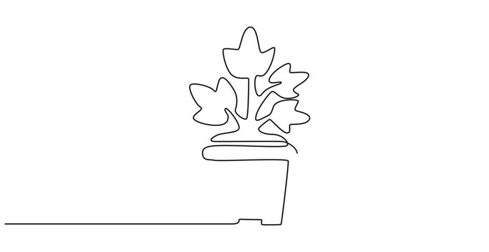 Houseplant one line drawing animation, video clip with alpha channel, Animated self drawing of continuous line draw beautiful snake plant in pot for home decoration logo identity. Fresh evergreen, 4k