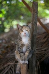 Stray cat sitting on a rail in Thailand © willtu
