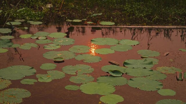 Lotus leaves in a pond in North Vietnam with sunset reflection on water surface