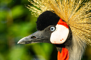 Naklejka premium Extreme close-up side profile of a Grey Crowned Crane (Balearica regulorum) showcasing its golden crest, pale blue eye, and red gular sac against a vibrant green natural background