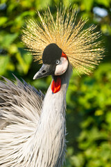 Naklejka premium Vertical portrait of a Grey Crowned Crane (Balearica regulorum) displaying its fan-like golden crest, red wattle, and grey neck plumage against green foliage