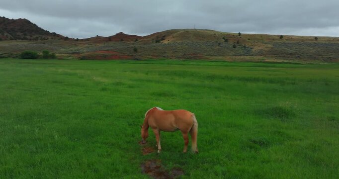 Beautiful horses on a ranch in Wyoming
