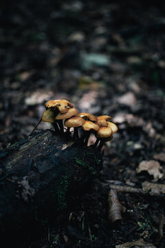 Cluster of woodland mushrooms growing from a fallen log