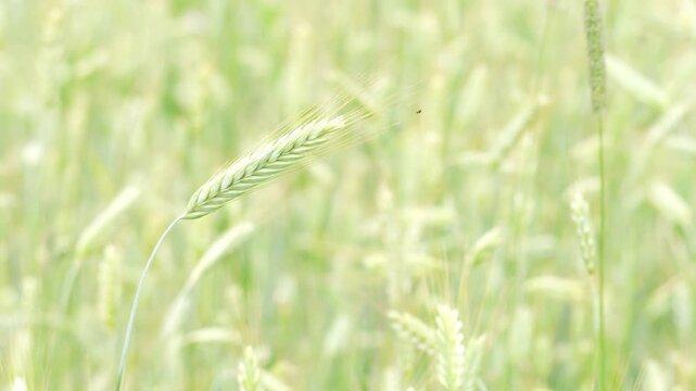 Close-up of a single wheat stalk with green grains. Soft focus background shows a wheat field of plants. Natural light illuminates the plant's fine details