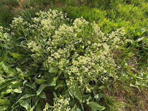 Wild broadleaved pepperweed (Lepidium latifolium) plant with small white flowers growing in a green field. Perennial botanical species captured in natural outdoor environment during summer daylight.