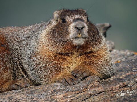 Close-Up Portrait of a Yellow-Bellied Marmot Resting on Rock, Rocky Mountain National Park, Colorado