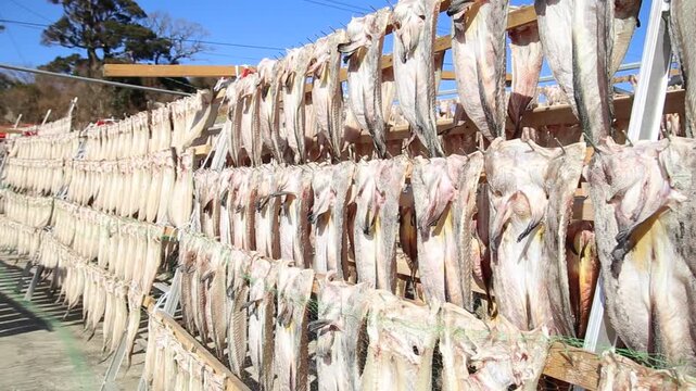 Korea Tongyeong Chudo island dried snailfish drying ocean coast seafood marine product 통영 추도 섬마을 물메기 미역어 꼼치 물곰 물텀벙 물잠뱅이 어업 통발 고기잡이 생선손질 말리기 건어물 덕장 해풍 건조 바닷가 어촌 수산물 반건조 생선 수산업 식재료