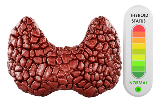 Thyroid gland with normal health status indicator. 3D rendering