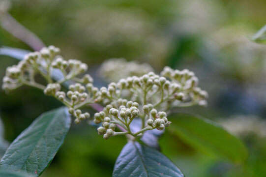 Plant resembling Viburnum sieboldii with flat flower clusters and glossy leaves