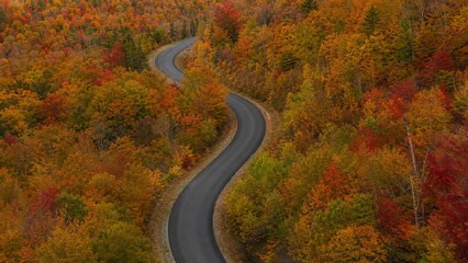 Naklejka premium Winding road through vibrant fall forest with trees displaying a spectrum of orange, red, and yellow foliage in a scenic landscape during autumn season