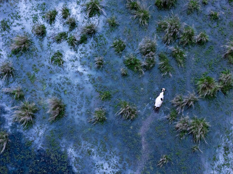 Aerial view of a cow walking through a marshy wetland with patches of green vegetation and water in Kenya.