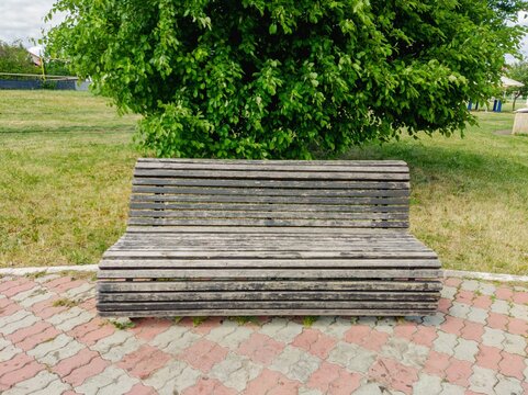 Wooden bench on paved path in green park