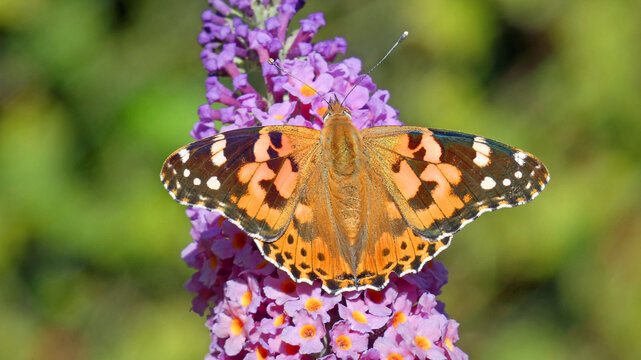 painted lady butterfly on flower