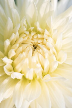 Close-up photograph of a white dahlia, dahlia pinnata variety Cafe au Lait Light	
