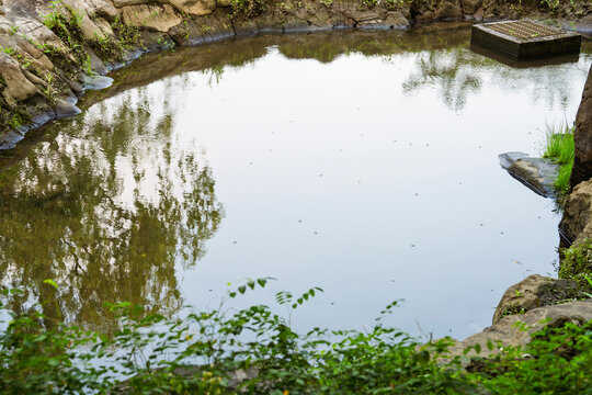 Nature and Ecology Background Concept with Water Striders Floating on Calm Pond Surface