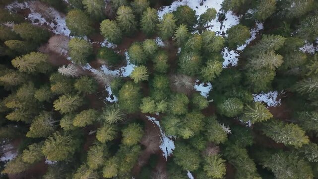 Survol en drone d&rsquo;une for&ecirc;t de montagne du massif de la Chartreuse, r&eacute;v&eacute;lant un tapis de conif&egrave;res entrecoup&eacute; de plaques de neige au c&oelig;ur d&rsquo;un paysage hivernal.