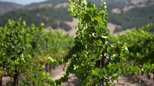 Grape vines stretch in long rows at a California winery. Grapes grow among the leaves in the sunlight during the growing season.