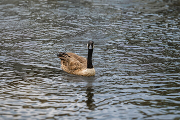 Single Canadian Goose swimming toward the camera. © Karla Earley