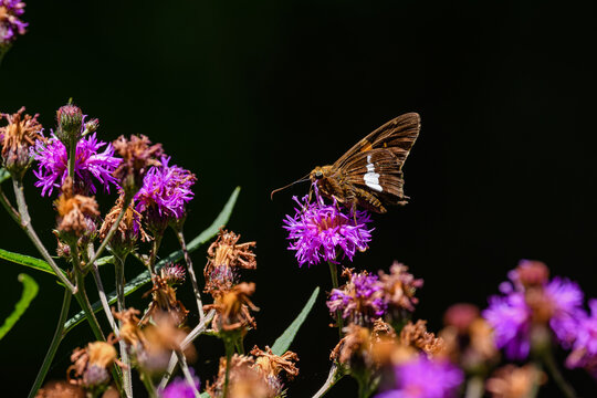 Silver spotted skipper feeding on Ironweed flower. Epargyreus clarus, the silver spotted skipper, is a butterfly of the family Hesperiidae. It tends to be the most recognized skipper in North America.