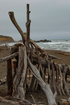 The Dark Driftwood of the Pacific Ocean