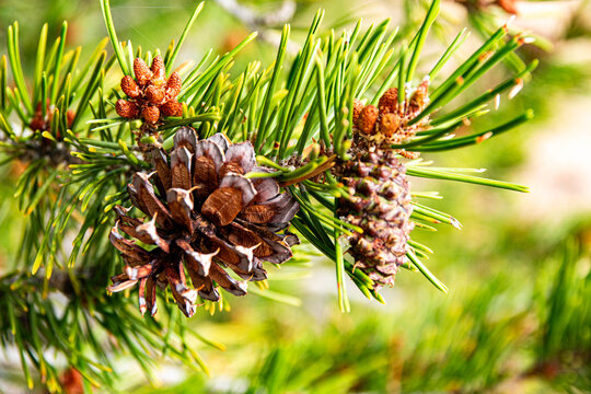 New and Old Pinecones. New pinecones grow alongside an older pinecone on a pine tree.