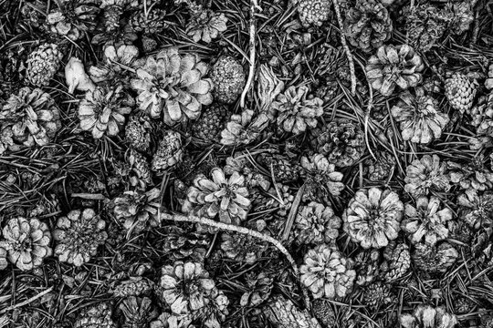 Pinecone Pattern (Large). Fallen pinecones make an abstract pattern on the ground in the forest.