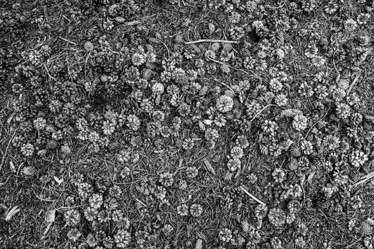 Pinecone Pattern (Small). Fallen pinecones make an abstract pattern on the ground in the forest.