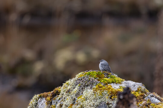 Plumbeous Sierra Finch (Geospizopsis unicolor) perched on a moss-covered rock in the high-altitude p&aacute;ramo of Ecuador.