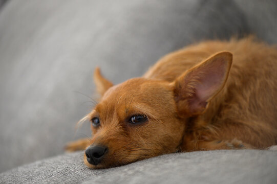 Red miniature pinscher close-up lying on sofa