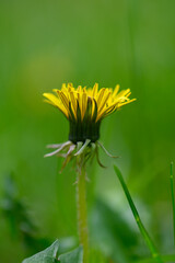 Yellow Dandelion Flower Taraxacum Officinale Close Up Macro © Михаил Шорохов