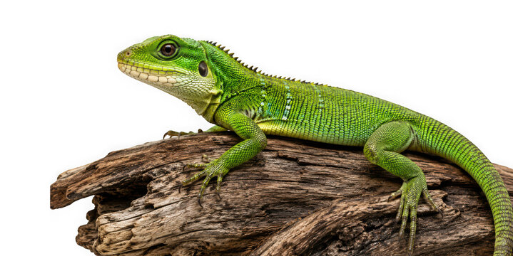 Green lizard resting on a piece of wood isolated on transparent background