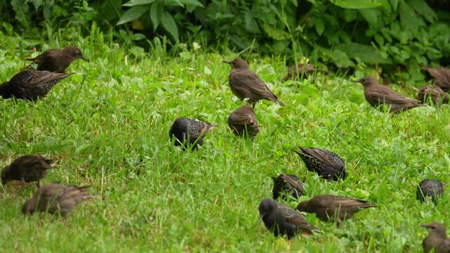There are many starling birds on the grass looking for food and walking along the green grass in a whole flock. A large cluster of starlings on the ground shot very close up.