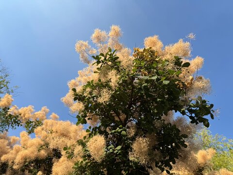 Close-up view of flowering American smoketree (Cotinus obovatus) with fluffy golden plume panicles against clear blue sky. Ornamental botanical tree with smokelike inflorescence in daylight.