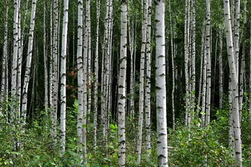 Fotobehang Berkenbos Birch forest  © Rmj