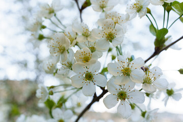 Naklejka premium Blossoms of a fruit tree during spring in a garden