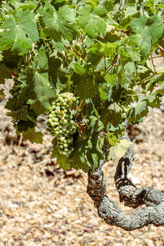 Grapes on the Vine