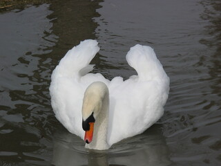 Naklejka premium Swan Gliding on Calm Water
