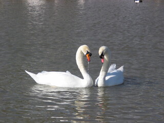 Fototapeta premium Two Swans Interacting on Calm Water