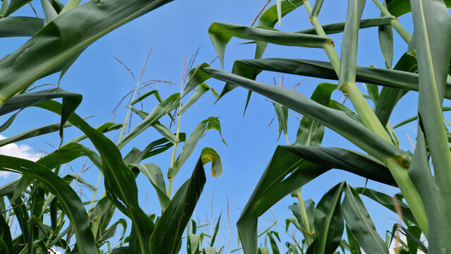 Green corn field against blue sky from below. Bright summer photo of corn stalks and leaves, taken from a lower angle. Young corn in the field. Perspective of corn field under a clear sky