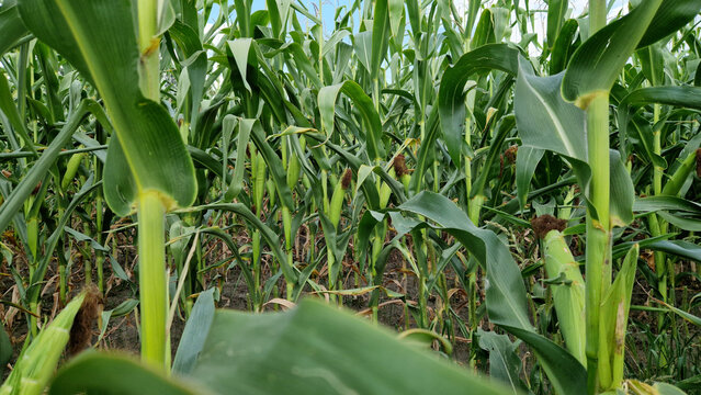 Industrial corn cultivation on a farm field. Close-up of corn stalks and leaves at the stage of ripening ears. Dense green corn field with young ears close-up. Agriculture concept