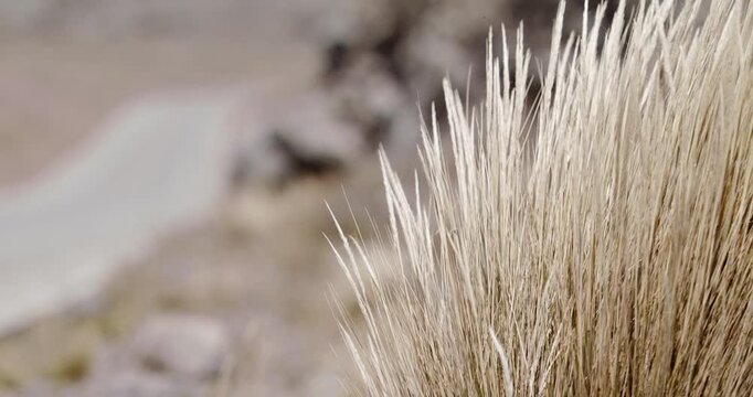 wind blowing Dried bush next to desolate road slow motion highland dried traffic