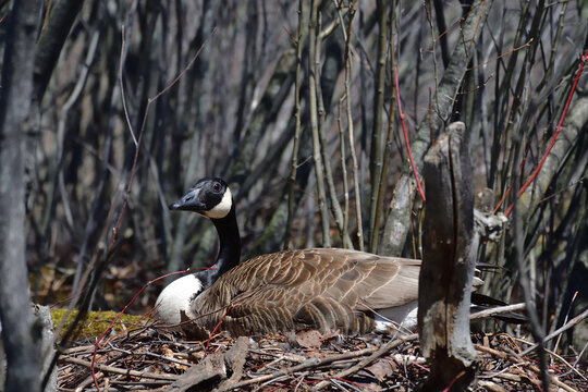 Canada goose incubating eggs.